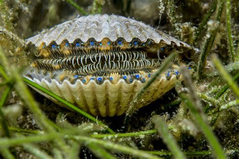  Arkenschel!  Ein Bivalve mit ungewöhnlicher Lebensweise und überraschender Anpassungsfähigkeit