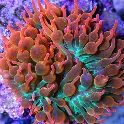  Bubbletip Anemone: Eine bunte Pracht des Meeresgrunds mit einem Hauch von giftiger Magie!