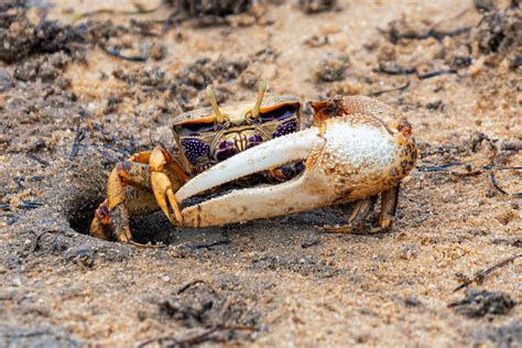  Fiddler Crab: Ein Meister der Fortbewegung mit extravaganten Scheren!