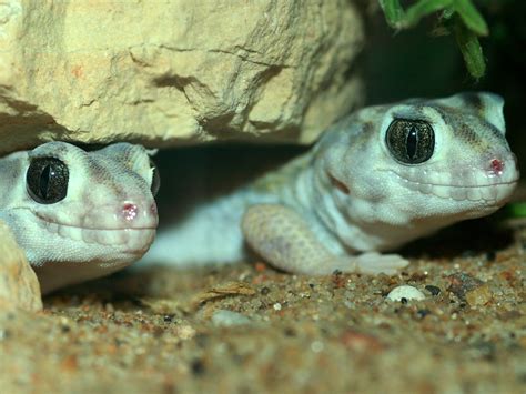  Gecko: Mit Panzerung ausgestattet und doch flink wie der Wind!