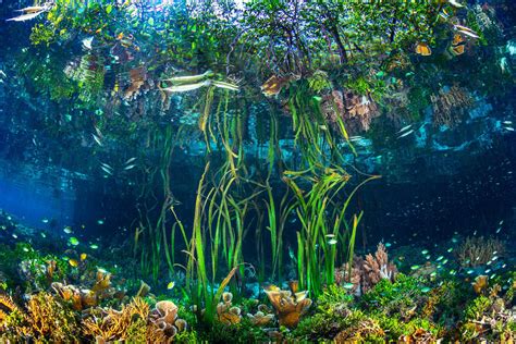  Glassrosen Anemonen: Entdeckung der faszinierenden Schönheit lebender Unterwassergärten