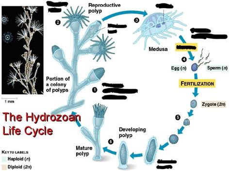 Isothecium: Eine faszinierende Hydrozooe, die mit ihrem eleganten Aussehen und komplexen Lebenszyklus besticht!