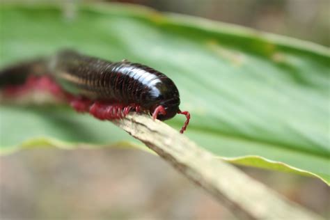  Juliform Millipede: A Crawling Conundrum With A Thousand Legs!