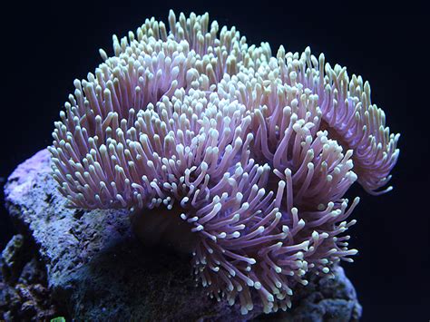  Magnifica Anemonen:  Erleben Sie die Schönheit leuchtender Tentakel und beobachten Sie den faszinierenden Tanz der Symbiose!