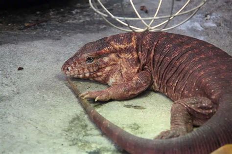 Tegu! Ein faszinierendes Echsen-Wunder mit Panzerung und einer unbändigen Neugierde