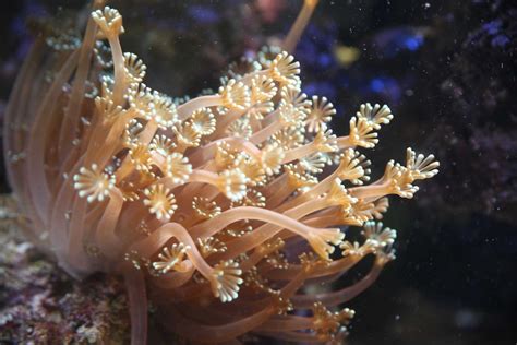  Tree Coral: Ein faszinierendes Lebewesen mit farbenfrohen Polypen und einem komplexen Lebensnetzwerk im Korallenriff!