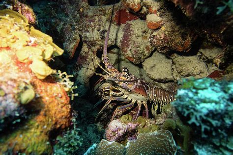  Ugandan Cave Lobster:  Discover the Bizarre Beauty Hiding in Subterranean Depths!