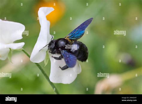  Xylocopa Violacea: Ein faszinierender Holzbienen-Besucher mit metallischem Glanz und unerwarteter Stärke!