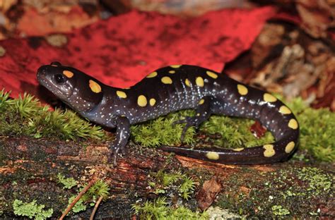  Yellow-Spotted Salamander: Ein faszinierendes Amphibienwesen mit glänzend gelben Flecken und einem spannenden Lebensstil!