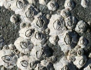  Barnacles –  Eine faszinierende Symbiose zwischen sessile Lebensweise und komplexer Fortpflanzung!