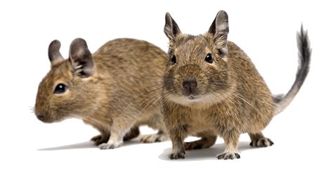 Degus! Bezaubernde Gesellen mit einem Faible für Leckerbissen und Akrobatik