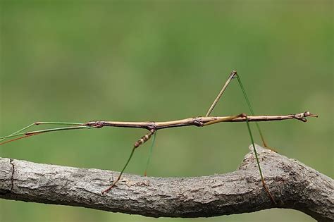  Falkenspinne! Ein Meister der Tarnung mit einem unwiderstehlichen Appetit!