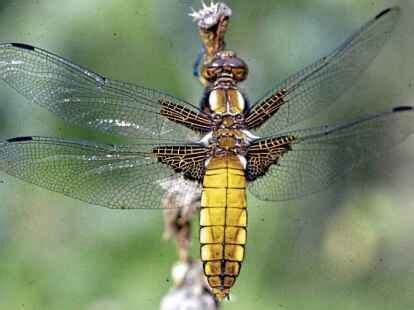  Grashüpfer! Die Hüpfmeister der Insektenwelt mit leuchtenden Flügeln im Mondlicht