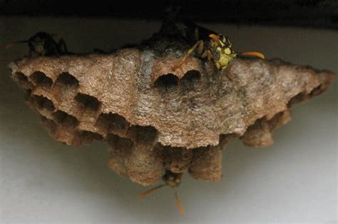  Hornisse! Ein faszinierender Einblick in die komplexe Lebensweise einer sozialen Insektenart mit einem eigenständigen Sozialsystem