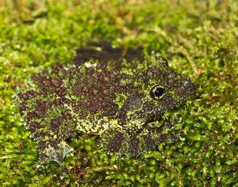  Natterjaeger: Ein Meister der Tarnung mit einem unwiderstehlichen Appetit auf Amphibien!