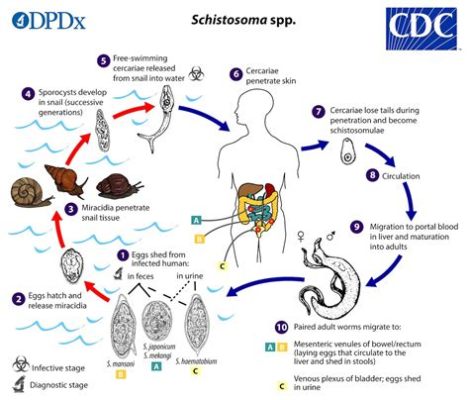  Schistosoma! Ein parasitischer Meister der Tarnung und Manipulation