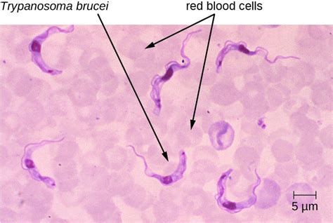  Trypanosoma: Ein winziges, wurmartiges Wesen mit einer gefährlichen Mission!