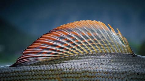  Weißflosser! Ein faszinierender Knochenfisch mit eleganten Flossen und einer Vorliebe für warme, flache Gewässer